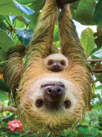 Produit Save the Planet - Sloth Image