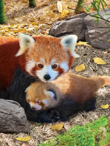 Produit Save the Planet - Red Pandas Image