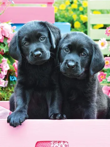 Produit Pièces XXL - Labradors Noirs dans une Boîte Rose Image