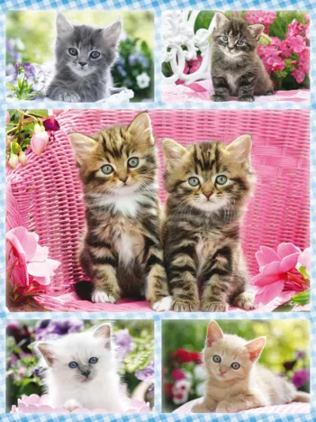 Produit Chatons Image