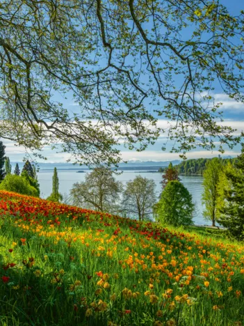 Produit Champ de Tulipes - Ile de Mainau Image