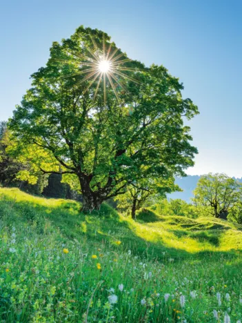 Produit Érable Sycomore au Soleil - Saint-Gall, Suisse Image