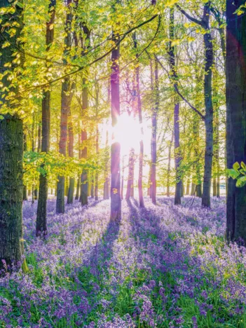 Produit Tapis de Campanules dans les Bois Image