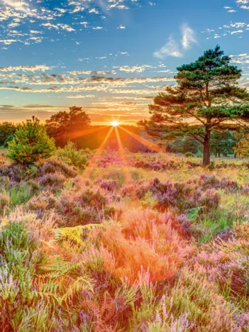 Produit Crépuscule sur la Lande Image