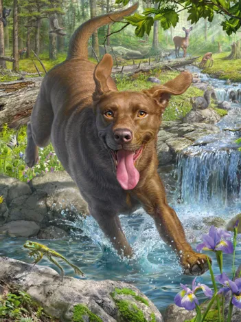 Produit Mark Fredrickson - Retriever au Printemps Image