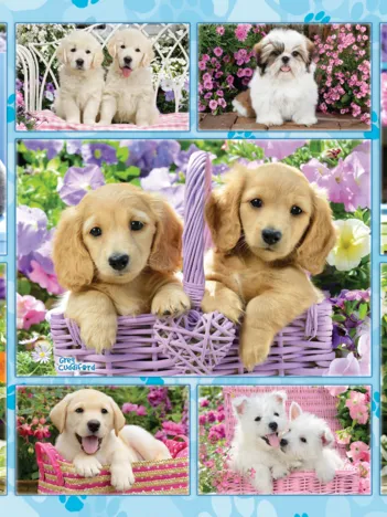 Produit Chiots Image