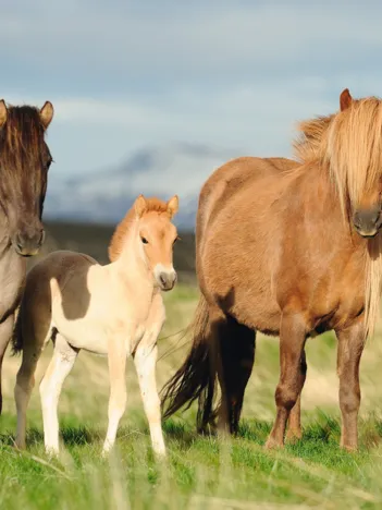 Produit Famille de Chevaux Image
