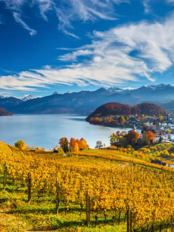 Produit Vineyards Image