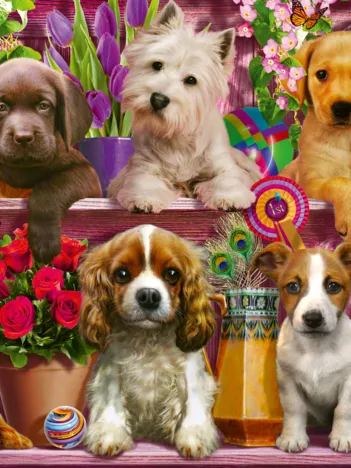 Produit Chiens sur l'Etagère Image