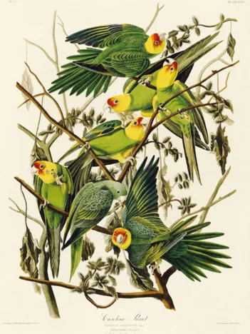 Produit Puzzle en Bois Découpé à la Main - Audubon - Les Perruches Image