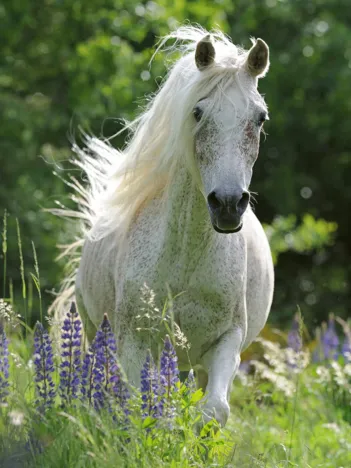 Produit Pièces XXL - White Horse Image