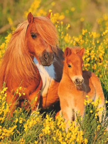 Produit Pièces XXL - Shetlands Image