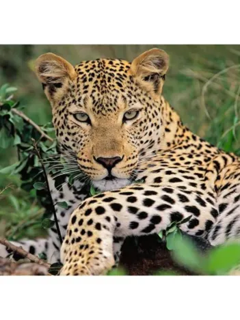 Produit Pièces XXL - Vio le Léopard Image