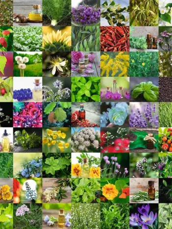 Produit 99 Herbes et Epices Image