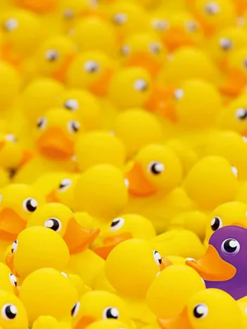 Produit Canards Image