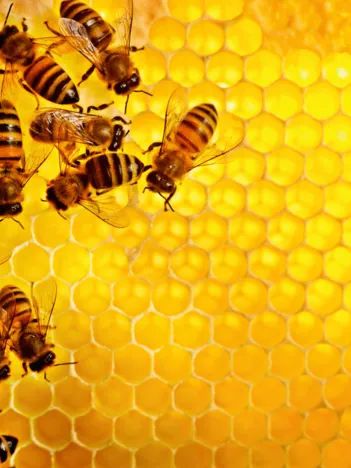 Produit Abeilles Image