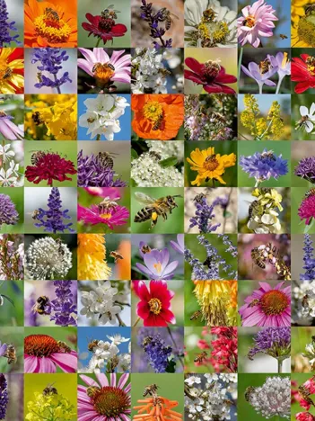 Produit Abeilles Image