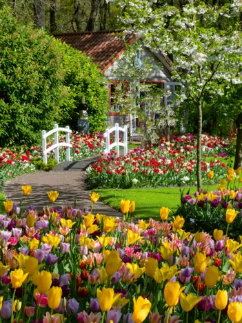 Produit Jardins de Keukenhof, Pays-Bas Image