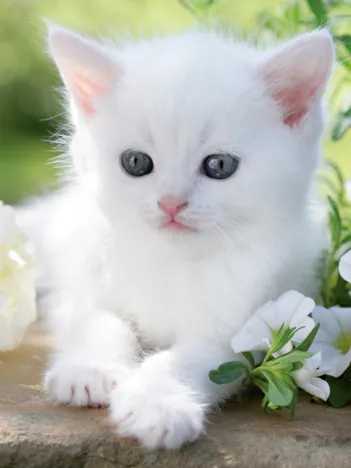 Produit Chaton blanc Image