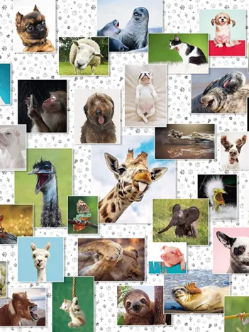 Produit Funny Animals Collage Image
