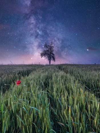 Produit Ciel Nocturne au-dessus d'un Champ de Blé Image