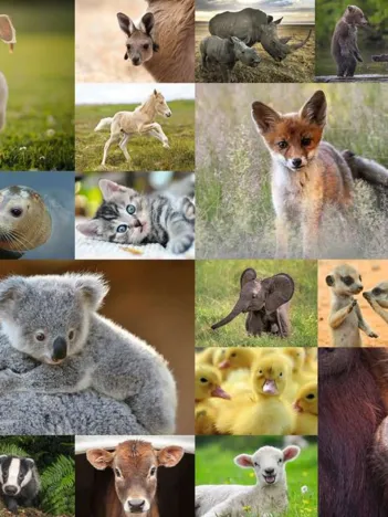 Produit Pièces XXL - Bébés animaux Image