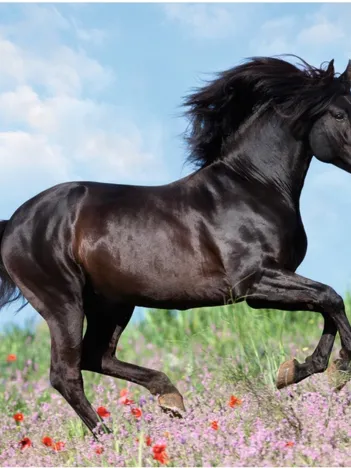 Produit Etalon Noir Image