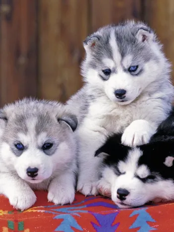 Produit Pièces XXL - Mignons Huskies Image