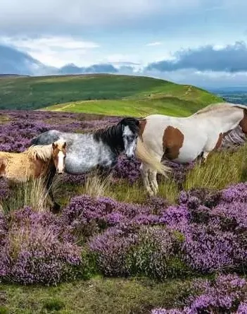 Produit Chevaux Sauvages Dans La Lande Image