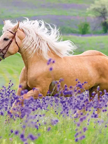 Produit 2 Puzzles - Chevaux Image