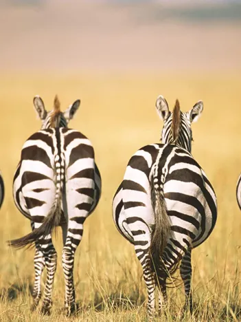 Produit Puzzle Moment - Zèbre Image