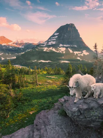 Produit Bouc d'Alpage avec son Bébé Image