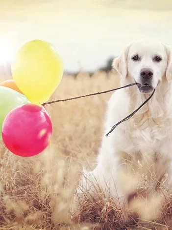 Produit Celebration Day Image