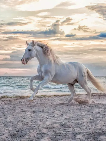 Produit Cheval sur la Plage Image