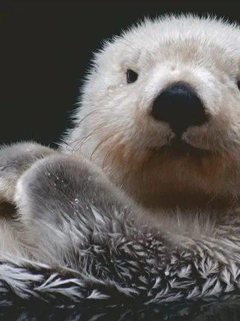 Produit Douce Petite Loutre Image