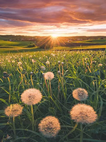 Produit Nature Edition - Pissenlits au Coucher du Soleil Image