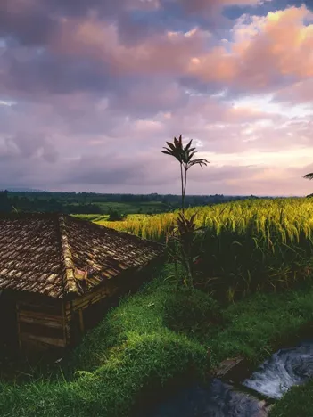 Produit Nature Edition - Rizières au Nord de Bali Image