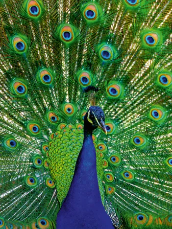 Produit Paon - Puzzle Highlight - Animaux Colorés Image