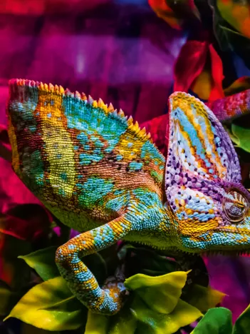 Produit Caméléon - Puzzle Highlight - Animaux Colorés Image