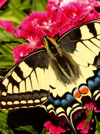 Produit Papillon - Puzzle Highlight - Animaux Colorés Image