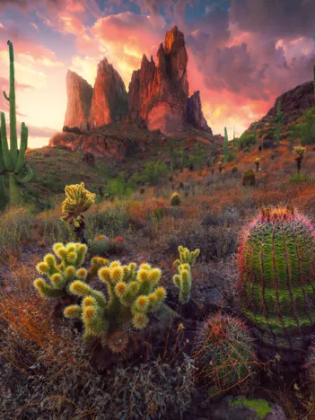 Produit Cactus Et Épines Image