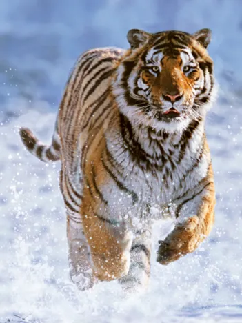 Produit Tigre dans la Neige Image