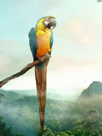 Produit Puzzle Moment - Perroquet Image