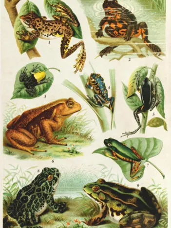 Produit Grenouilles Image