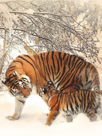 Produit Tigres Image