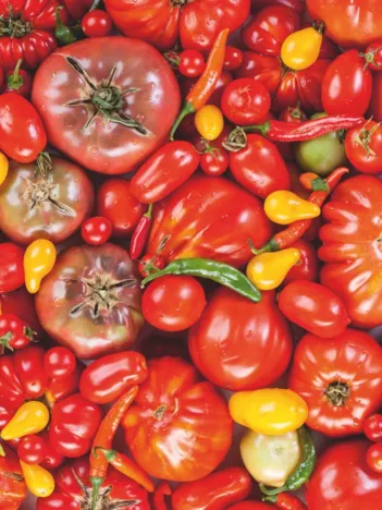 Produit Tomato Image