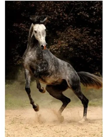 Produit Cheval moucheté Image