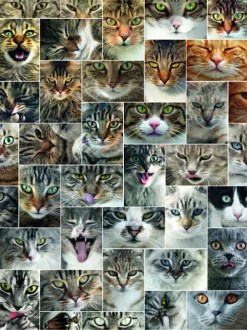 Produit Collage - Chats Image
