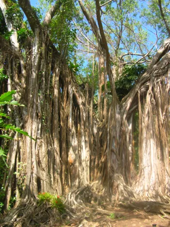 Produit Collection Prestige et Exclusive - Guadeloupe : L'arbre de Coluche Image