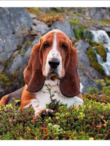 Produit Charlie Brown Image